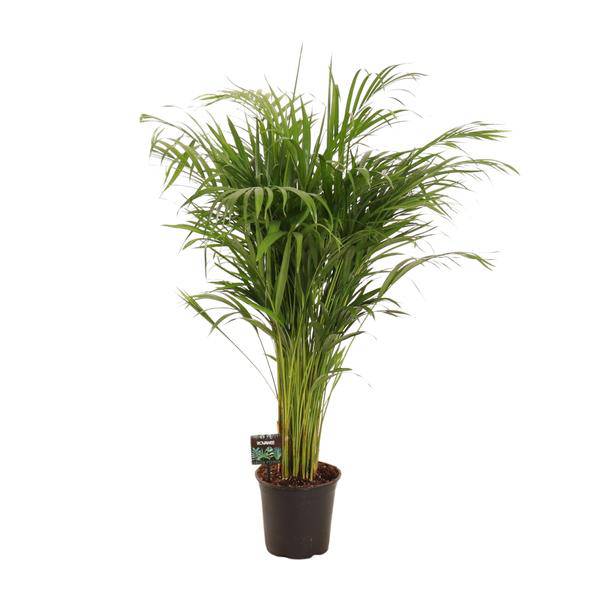 Goldfruchtpalme Dypsis lutescens – Bambuspalme Zimmerpflanze – Ø21cm – ca. 110cm hoch – Luftreinigend & pflegeleicht – Für halbschattige Innenräume 