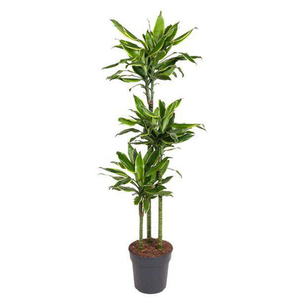 Drachenbaum – Dracaena Golden Coast 160cm – Ø24cm – Zimmerpflanze mit grünen & goldgelben Blättern – Elegante pflegeleichte Dekopflanze für Wohnzimmer, Büro & Wintergarten 