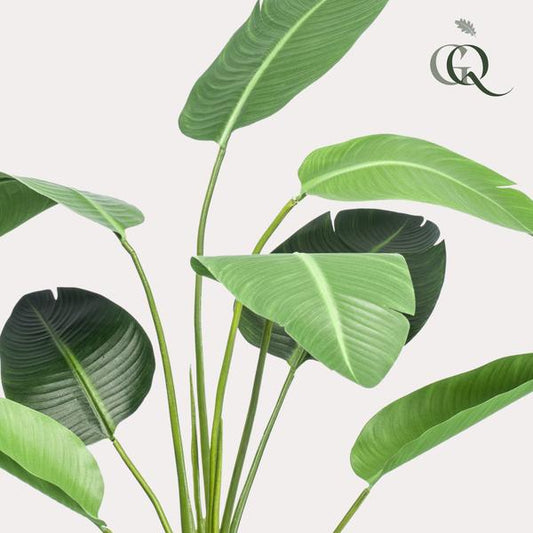 Strelitzia nicolai Paradiesvogelblume – Kunstpflanze – Zimmerpflanze – ↕120cm – Realistische Seidenblätter – Pflegeleicht & Dekorativ 