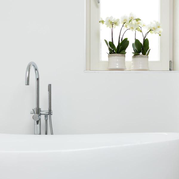 Weiße Phalaenopsis Orchidee Juwel Gent – Blühende Zimmerpflanze – Ø12cm – Elegante weiße Blüten – Perfekt für Zuhause & Büro 