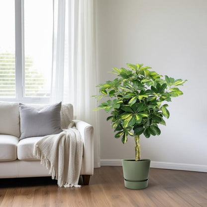 Strahlenaralie - Schefflera Arboricola Gold Capella - Zimmerpflanze - Ø19cm - ↕75cm 