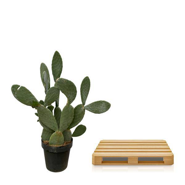 Opuntia Ficus Indica – Feigenkaktus – Große Zimmer- & Gartenpflanze – ↕140cm – Ø50cm – Pflegeleichter Kaktus mit gelben Blüten – Sukkulente für sonnige Standorte 