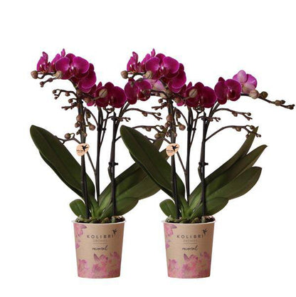Phalaenopsis Orchideen „Morelia“ – 2 Pflanzen – Fliederfarben – Ø9cm – Blühende Zimmerpflanzen mit 2–3 Zweigen 