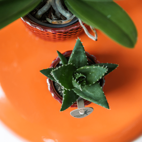 Sukkulente Aloe Brevifolia – Kleine Grüne Zimmerpflanze mit Stacheln – Ø6cm – Pflegeleicht & Robust – Ideal für helle Standorte ohne direkte Sonne 