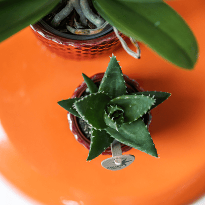 Sukkulente Aloe Brevifolia – Kleine Grüne Zimmerpflanze mit Stacheln – Ø6cm – Pflegeleicht & Robust – Ideal für helle Standorte ohne direkte Sonne 