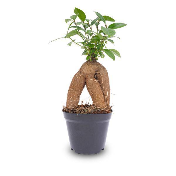 Chinesische Feige – Ficus microcarpa Ginseng – Ø9cm – Bonsai – Zimmerpflanze – Dekorativer Kleinbaum für Zuhause & Büro 