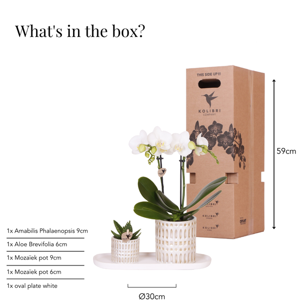 Pflanzenset Weiße Phalaenopsis Orchidee Amabilis & Sukkulente – Keramiktöpfe Mosaik – Auf cremefarbenem organischem Tablett – Elegante Deko für Wohnraum & Büro 