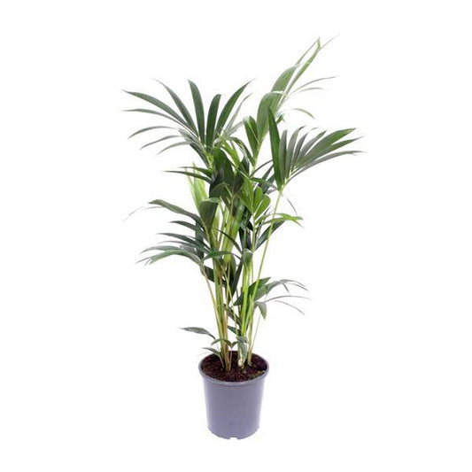 Kentia-Palme - Howea Forsteriana - Zimmerpflanze -Ø21cm - ↕120cm 