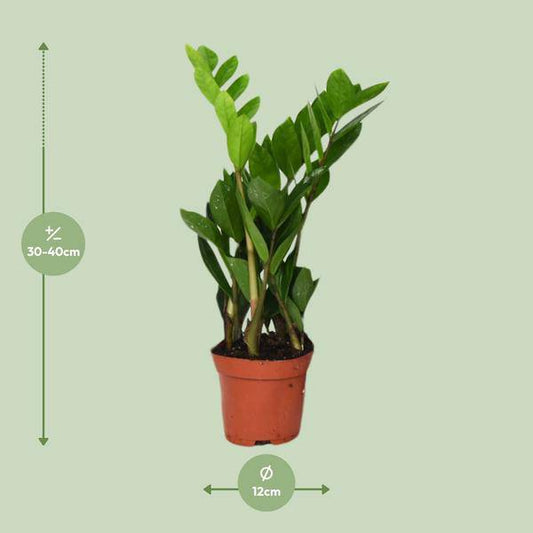 Glücksfeder Zamioculcas Zamiifolia – Zimmerpflanze – Ø12cm – 40cm Höhe – pflegeleicht, dunkelgrüne glänzende Blätter – ideal für Wohnzimmer & Büro 