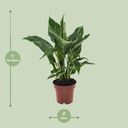 Einblatt - Spathiphyllum Diamant - Zimmerpflanze - Ø12cm - ↕40cm 
