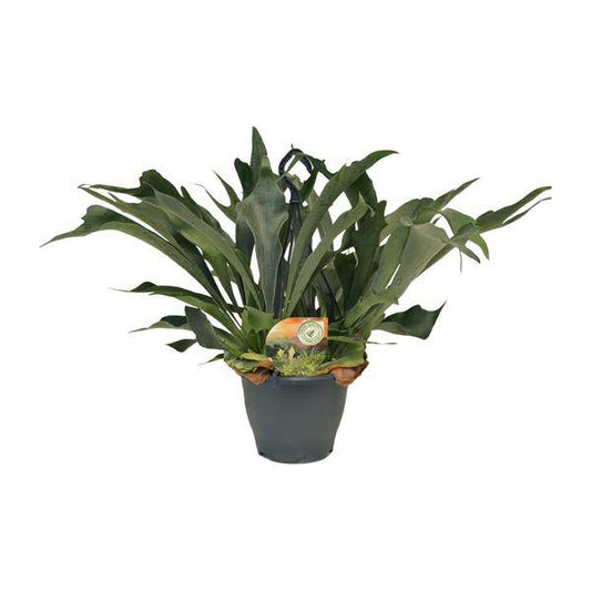 Geweihfarn - Platycerium Bifurcatum - Zimmerpflanze - Ø21cm - ↕50cm 