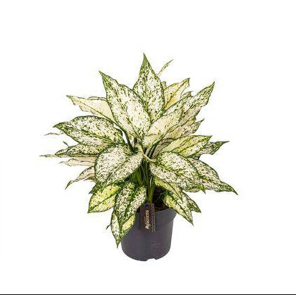 Aglaonema White Kiwi – Kolbenfaden Zimmerpflanze – Luftreinigend & Pflegeleicht – Ø19cm Topf – ca. 40cm hoch – Dekopflanze für Zuhause & Büro 