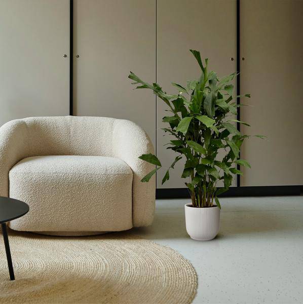 Fischschwanzpalme – Caryota Mitis – Tropische Zimmerpflanze ↕120cm – Ø19cm – Exotische Palme mit gefiederten Blättern – Elegante Grünpflanze für Wohnzimmer, Büro & Bad 