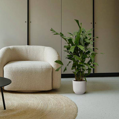 Fischschwanzpalme – Caryota Mitis – Tropische Zimmerpflanze ↕120cm – Ø19cm – Exotische Palme mit gefiederten Blättern – Elegante Grünpflanze für Wohnzimmer, Büro & Bad 
