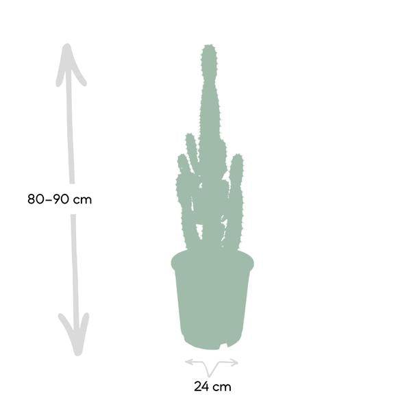 Kaktus-Wolfsmilch – Euphorbia Acrurensis (Cowboy-Kaktus) – Zimmerpflanze – Ø24cm ↕60–80cm – Sukkulente – Pflegeleicht – Exotisches Wüstendesign 