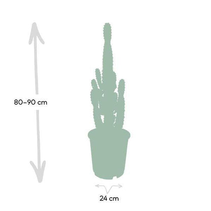 Kaktus-Wolfsmilch – Euphorbia Acrurensis (Cowboy-Kaktus) – Zimmerpflanze – Ø24cm ↕60–80cm – Sukkulente – Pflegeleicht – Exotisches Wüstendesign 