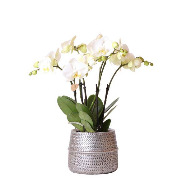Weiße Phalaenopsis Gent-Orchidee im silbernen Groove-Dekotopf – Ø12cm – Blühende Zimmerpflanze – 2–3 Zweige – Elegante Orchidee mit Ziertopf 