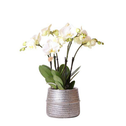 Weiße Phalaenopsis Gent-Orchidee im silbernen Groove-Dekotopf – Ø12cm – Blühende Zimmerpflanze – 2–3 Zweige – Elegante Orchidee mit Ziertopf 