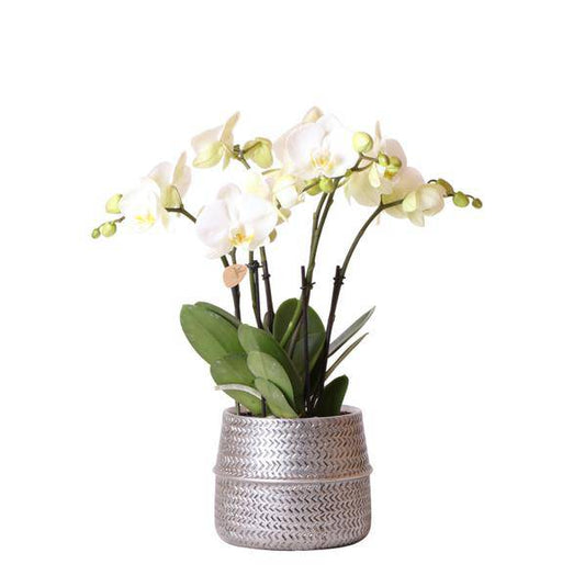 Weiße Phalaenopsis Gent-Orchidee im silbernen Groove-Dekotopf – Ø12cm – Blühende Zimmerpflanze – 2–3 Zweige – Elegante Orchidee mit Ziertopf 