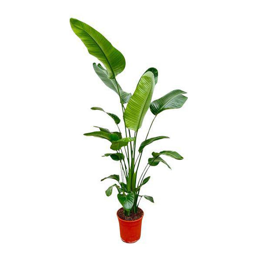 Baum-Strelitzie – Strelitzia Nicolai – Zimmerpflanze 190cm – Ø27cm – Weißer Paradiesvogel mit großen grünen Blättern – Exotische Kübelpflanze für Innen & geschützte Außenbereiche 