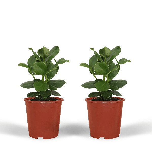 Signaturbaum - Clusia Princess - Zimmerpflanze - Ø12cm - ↕15cm - 2 Stück 