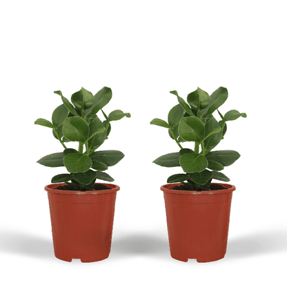 Signaturbaum - Clusia Princess - Zimmerpflanze - Ø12cm - ↕15cm - 2 Stück 
