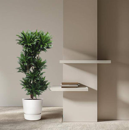 Drachenbaum - Dracaena Compacta - Zimmerpflanze - 140cm - ø30cm 