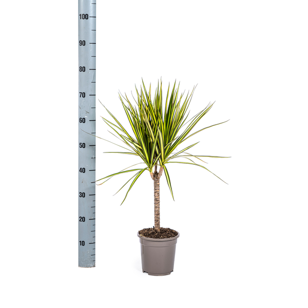 Dracaena Marginata Sunray – Drachenbaum – Zimmerpflanze – Ø17 cm – ↕60-80 cm – Grüne & gelbe Blätter, pflegeleicht 