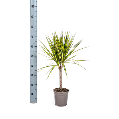Dracaena Marginata Sunray – Drachenbaum – Zimmerpflanze – Ø17 cm – ↕60-80 cm – Grüne & gelbe Blätter, pflegeleicht 