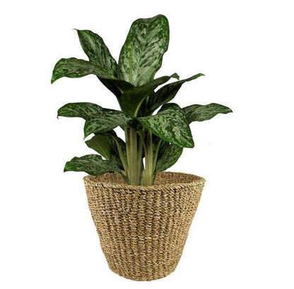 Korb - Hellbraun - Jip Natur - XL - H31cm - B37cm 