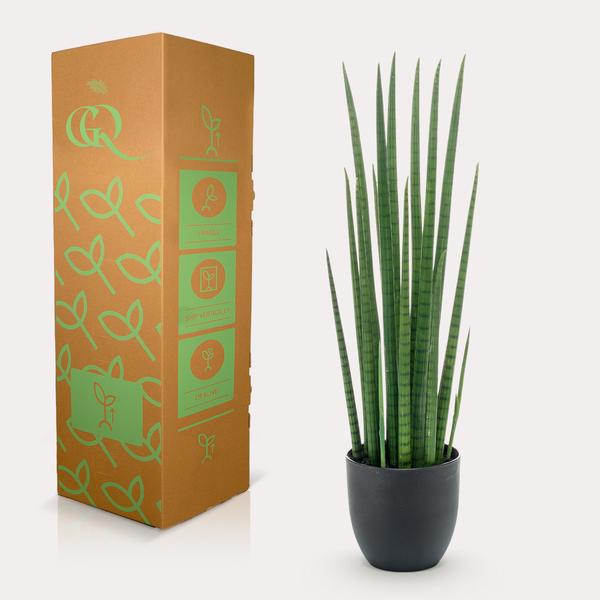 Kunstpflanze - Sansevieria Cylindrica - Frauenzunge - 70 cm 