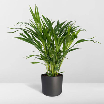 Goldfruchtpalme – Dypsis Lutescens – Areca Palme – Zimmerpflanze – Ø17cm ↕60cm – Luftreinigend – Tropisches Flair – Pflegeleicht – Halbschatten 