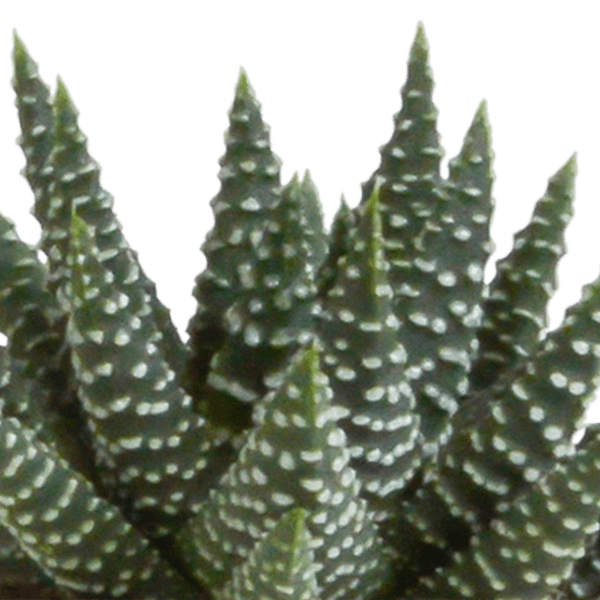 Sukkulente - Gasteria/Haworthia - Mix 5,5cm - Zimmerpflanze - 5 Stück 