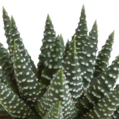 Sukkulente - Gasteria/Haworthia - Mix 5,5cm - Zimmerpflanze - 5 Stück 