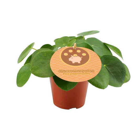 Chinesischer Geldbaum - Pilea Peperomioides - Zimmerpflanze - Ø12cm - ↕20cm 