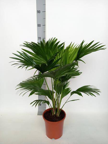 Schirmpalme Livistona Rotundifolia – Zimmerpflanze – Ø17cm – ↕70cm – Tropisches Flair für Zuhause – Pflegeleicht & dekorativ 