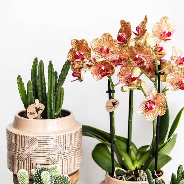 Sukkulente - Stapelia - Topfgröße Ø9cm - Zimmerpflanze - Ø9cm 
