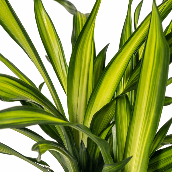 Dracaena Deremensis Rikki - Drachenbaum - Zimmerpflanze - Ø21cm - ↕90-110cm 