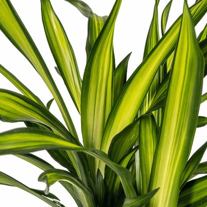 Dracaena Deremensis Rikki - Drachenbaum - Zimmerpflanze - Ø21cm - ↕90-110cm 