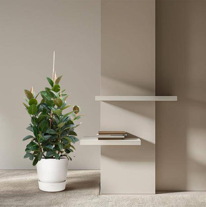 Gummibaum - Ficus Robusta - ZaGummibaum – Ficus Robusta – Zimmerpflanze 150cm – Ø38cm – XXL-Pflanze mit großen dunkelgrünen Blättern – Immergrüne Kübelpflanze für Wohnzimmer & Büro – Pflegeleichtimmerpflanze - 150cm - ø38cm 