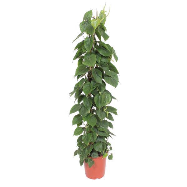 Herzblatt Philodendron Scandens – Zimmerpflanze – 150cm – Ø27cm – Tropische Kletterpflanze mit herzförmigen Blättern – Luftreinigende Rankpflanze für Wohnzimmer, Büro & Indoor-Deko 