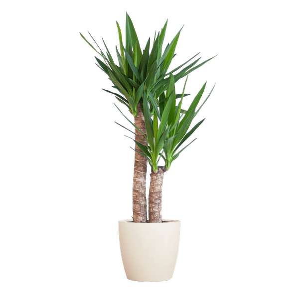 Yucca Elephantipes – Riesen-Palmlilie – Zimmerpflanze – ca. 90cm hoch – Ø21cm – In Übertopf Viber Weiß – Pflegeleicht & nachhaltig 