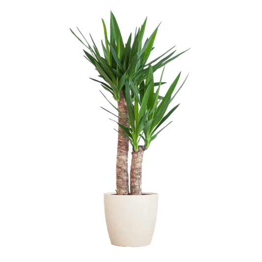 Yucca Elephantipes – Riesen-Palmlilie – Zimmerpflanze – ca. 90cm hoch – Ø21cm – In Übertopf Viber Weiß – Pflegeleicht & nachhaltig 