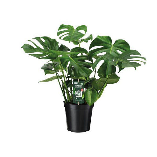 Monstera Deliciosa – Köstliches Fensterblatt – Zimmerpflanze – Ø21cm ↕65cm – Tropisches Flair – Pflegeleicht – Luftreinigend – Indoor Grünpflanze 