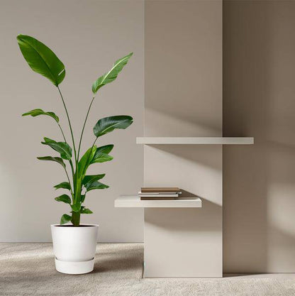 Baum-Strelitzie – Strelitzia Nicolai – Zimmerpflanze 175cm – Ø24cm – Weißer Paradiesvogel mit großen grünen Blättern – Exotische tropische Kübelpflanze für Innen & geschützte Außenbereiche 