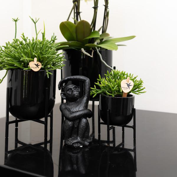 Ornament Sitzender Affe – Schwarz – Dekofigur aus Polystone – 13cm hoch – Handgefertigte Skulptur – Für Zimmerpflanzen & Interieur – Dekoration Wohnzimmer 
