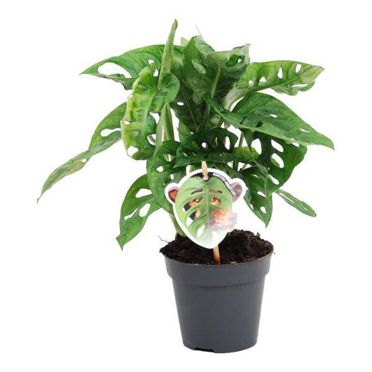 Monstera obliqua Monkey Leaf – Fensterblatt – Kletterpflanze und Zimmerpflanze mit dekorativen Blättern – Ø12cm – ↕25cm 