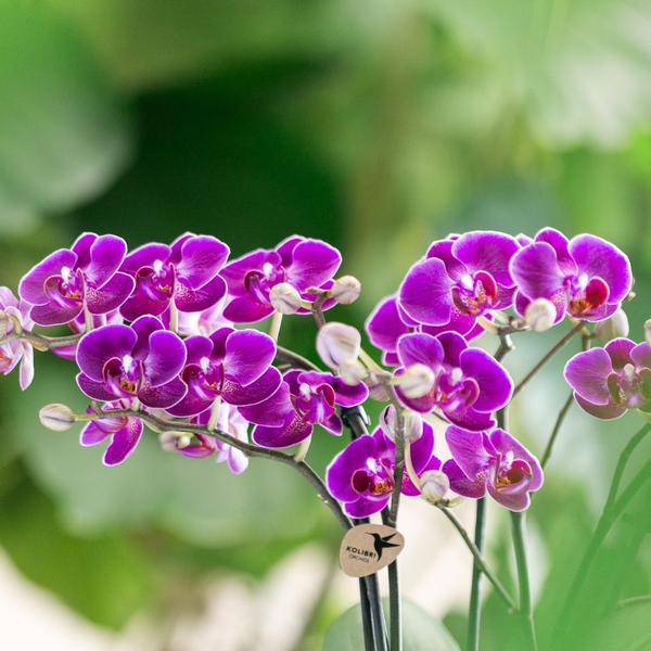 Phalaenopsis Orchidee Lilac Morelia – Zimmerpflanze – Ø9cm – Fliederfarbene Blütenpracht 