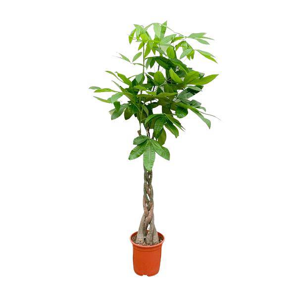 Glückskastanie – Pachira Aquatica – Zimmerpflanze 150cm – Ø27cm – Geldbaum mit geflochtenem Stamm – Exotische Grünpflanze für Wohnzimmer & Büro – Pflegeleicht 
