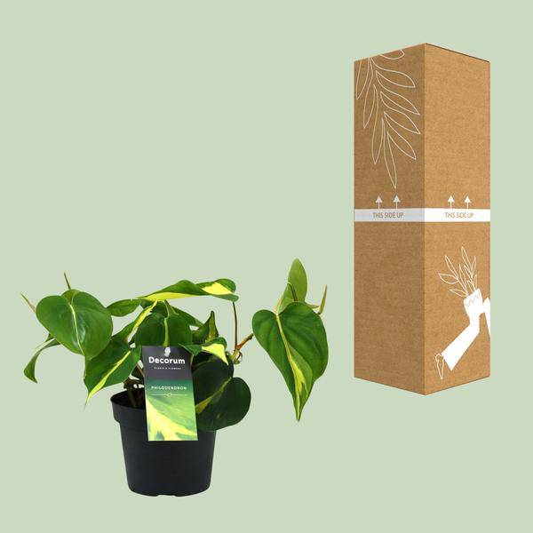 Baumfreund - Philondendron Brasil Scandens - Zimmerpflanze - Ø12cm - ↕20cm 